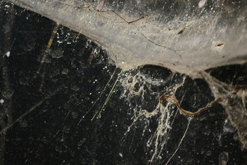 Spider Web