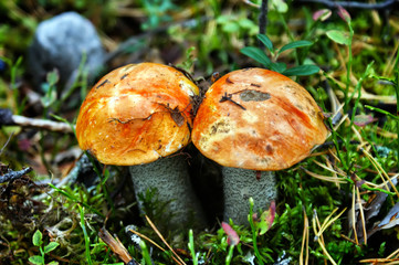 The mushroom is a orange-cap boletus. Mushrooms in the forest. Autumn harvest in the forest. Gifts of autumn and forest.