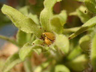 seeds on flower