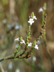 small white flower