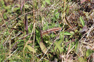 Lézard des murailles