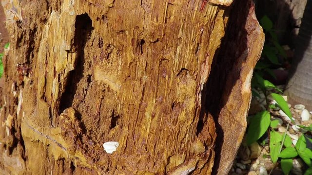 Andesite rock is an extrusive igneous, volcanic rock, of intermediate composition, with aphanitic to porphyritic texture.
