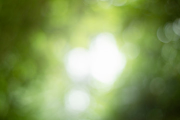 green blurlight flare from tree natural background