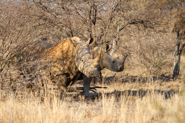 White Rhinoceros aka Square Lipped Rhinoceros
