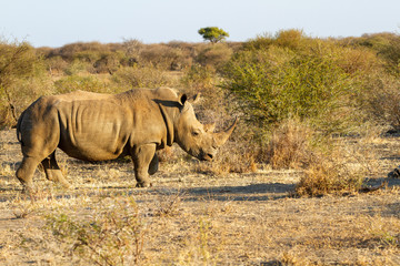 White Rhinoceros aka Square Lipped Rhinoceros