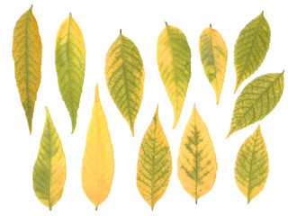 Photo of autumn leaves on a white background