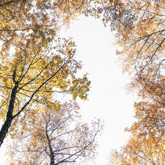 Bottom view on the tall birch trees in the golgen autumn forest under blue sky. Indian summer. Instagram style.Toned. Copy space