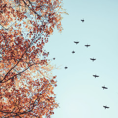 Obrazy na Szkle  Ptaki wędrowne latające w kształcie litery v nad jesiennym lasem z brzozami. Niebo i chmury z efektem pastelowego koloru.Rozmiar Instagram