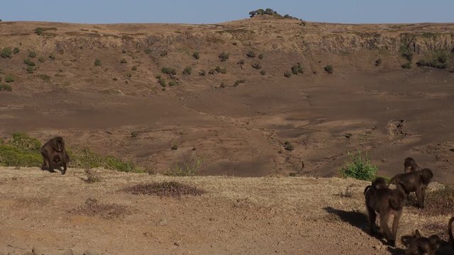 Gelada monkeys (Theropithecus gelada) in Simien mountains national park, Ethiopia, Africa