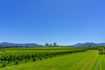 Fototapeta na wymiar Vineyard against clear, blue sky. Grape cultivation and wine production.