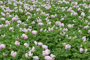 Obraz na płótnie Canvas Field of flowering potatoes. Polder Netherlands
