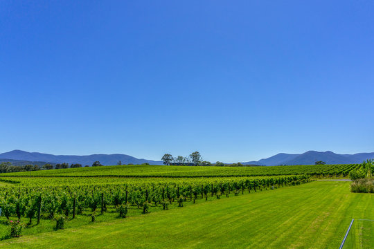 Vineyard against clear, blue sky. Grape cultivation and wine production.