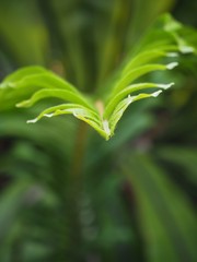 Beautyful ferns leaves green foliage natural floral fern background in sunlight.