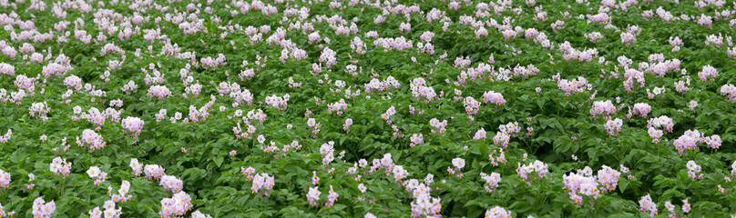 Field of flowering potatoes. Polder Netherlands Panorama
