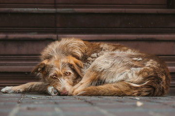 Naklejka na ściany i meble portrait of dog in front of fence, портрет собаки перед забором