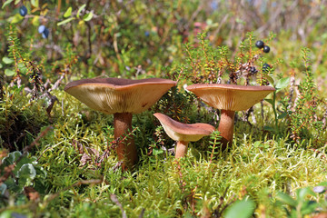 Lactarius rufus. Three mushroom among the moss