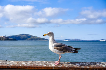 Seagull on the promenade of San Francisco
