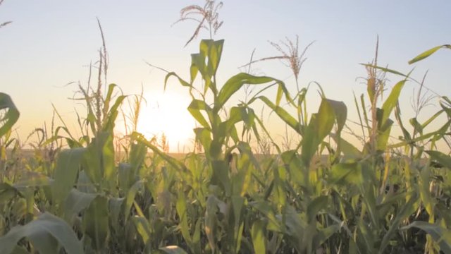 Slow motion, close up shot of a cornfield at sunset with flare. Organic and natural corn growing on a countryside agricultural field