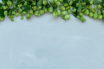 Hop cones border on gray wooden background. Harvesting or brewery concept. Top view. Flat lay.