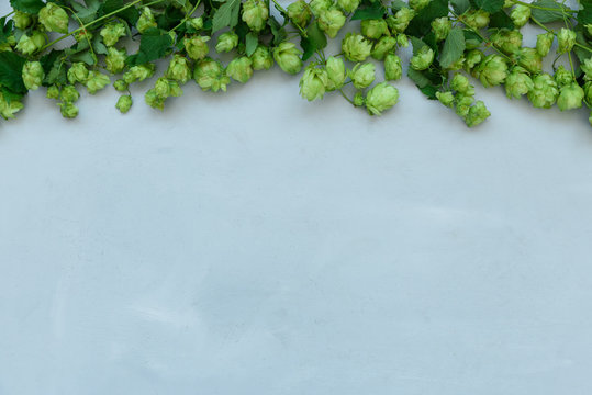 Hop cones border on gray wooden background. Harvesting or brewery concept. Top view. Flat lay.