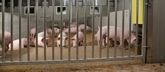 Pigs in modern stable Netherlands. Farming. Pig breeding