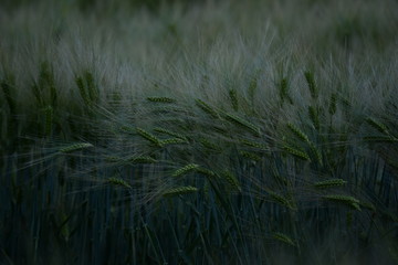 Grass