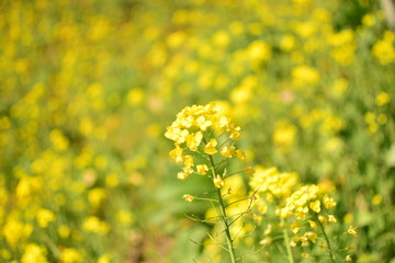 美しき菜の花