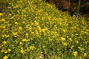 美しき菜の花