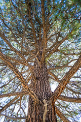 Majestic pine tree in close-up with detail on branches and bark and trunk