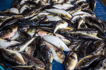 Blowfish is ready to sell at the seafood market in Korea