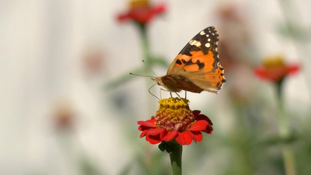 Butterfly collected nectar from a flower and flew over to another