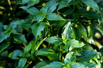 sweet basil leaves as  natural  background