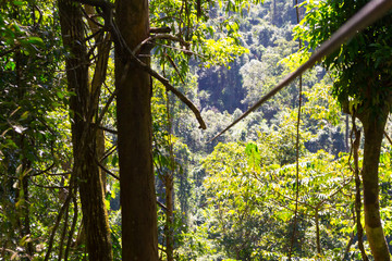Zip line through the thick and green forest or jungle, with vanishing point on zipline