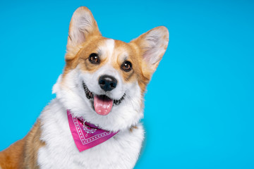Close-up of an adult purebred Corgi dog looking at the camera against a plain wall