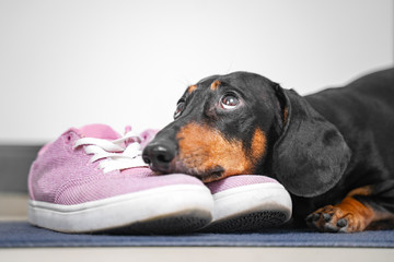 Dachshund purebred dog lies on the owner shoes