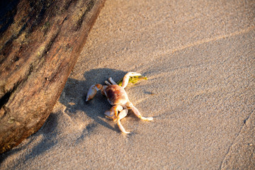 A crab that walks on the beach, the seafront, the morning  