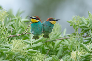 A pair of european bee eaters on the tree