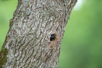Common starling, with it's head sticking out of the nest