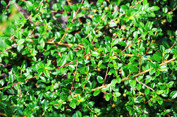 Cotoneaster horizontalis plant