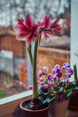 Hippeastrum on the window decorated for Christmas