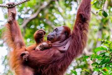 Orangutan hanging in a tree, holding a baby © Kristof