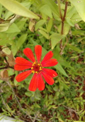 Orange zinya flower in the garden
