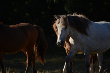 Horses