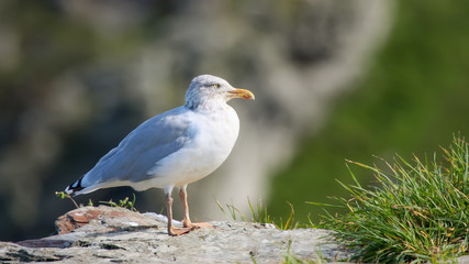 seagull Cornwall UK