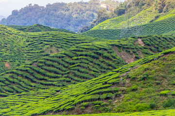 Fototapeta premium Green tea plantations of Cameron Highlands in Malaysia