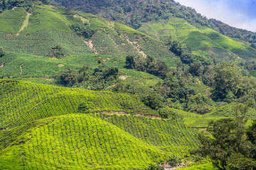 Fototapeta na wymiar Green tea plantations of Cameron Highlands in Malaysia