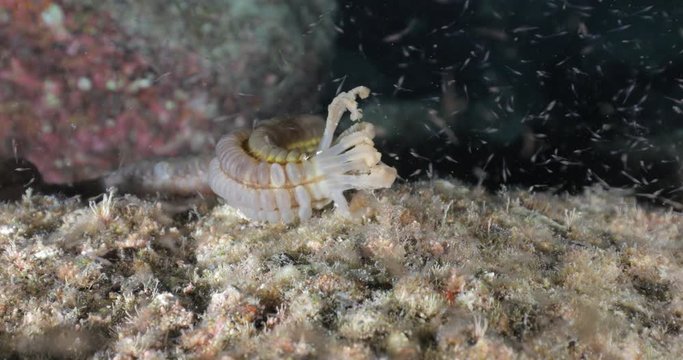 Sea Cucumbers from the gulf of california gathering at night, Mexico.