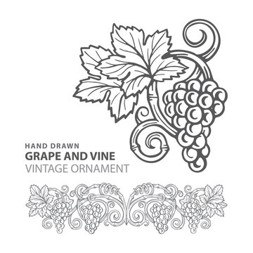 Grape. Hand drawn grape and vine engraving style illustrations set. Bunch of grapes vector design element. Grape and vine logo and background. Wine theme grape and vine vintage style ornament. Part of