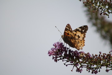 Belle-Dame ou Vanesse des chardons, Vanessa cardui sur un buddléia