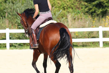 Horse with his young blond horsewoman riding in the riding arena in the sunshine..
